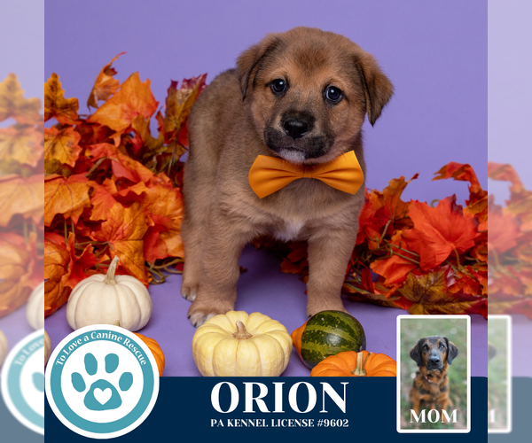 Medium Photo #1 Golden Retriever-Unknown Mix Puppy For Sale in Kimberton, PA, USA