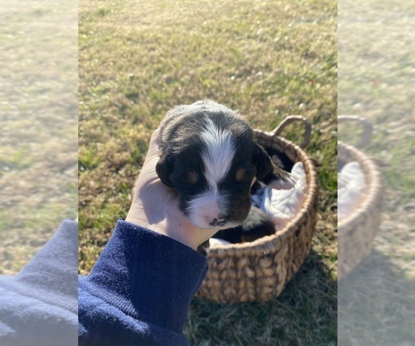 Medium Photo #1 Bernese Mountain Dog Puppy For Sale in SALISBURY, NC, USA