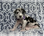Small Photo #4 Great Dane Puppy For Sale in LAKELAND, FL, USA