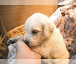 Small #3 English Cream Golden Retriever