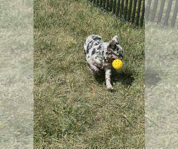 Medium Photo #10 French Bulldog Puppy For Sale in WARSAW, IN, USA