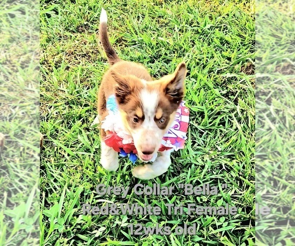Medium Photo #13 Border Collie Puppy For Sale in BYBEE, TN, USA