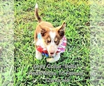 Small #12 Border Collie