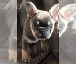 Puppy Puppy 4 Black French Bulldog