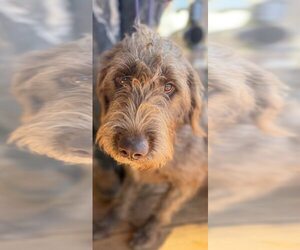 Portuguese Water Dog-Unknown Mix Dogs for adoption in New York, NY, USA