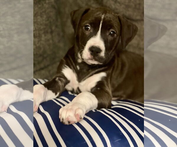 Medium Photo #1 American Pit Bull Terrier-Unknown Mix Puppy For Sale in Hillsboro, MO, USA