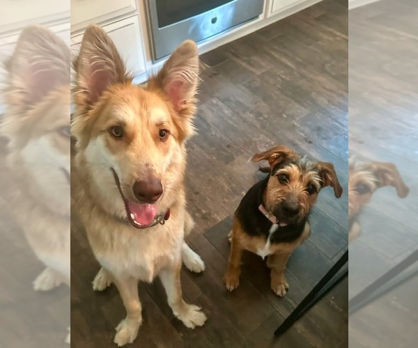 Medium Photo #8 Mutt Puppy For Sale in Rockaway, NJ, USA