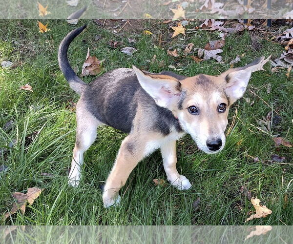 Medium Photo #4 Mutt Puppy For Sale in Cary, NC, USA