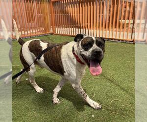 Mutt Dogs for adoption in Las Vegas, NV, USA
