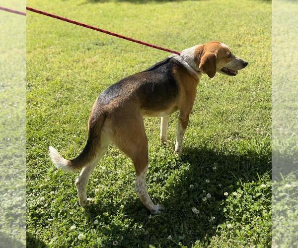 Medium Photo #4 Treeing Walker Coonhound-Unknown Mix Puppy For Sale in Yardley, PA, USA