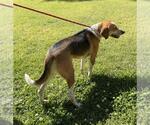 Small #3 Treeing Walker Coonhound Mix