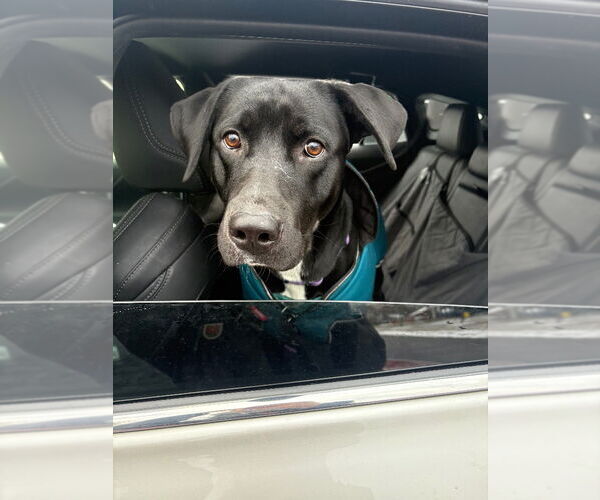 Medium Photo #3 Labrador Retriever Puppy For Sale in Lawrenceville, NJ, USA