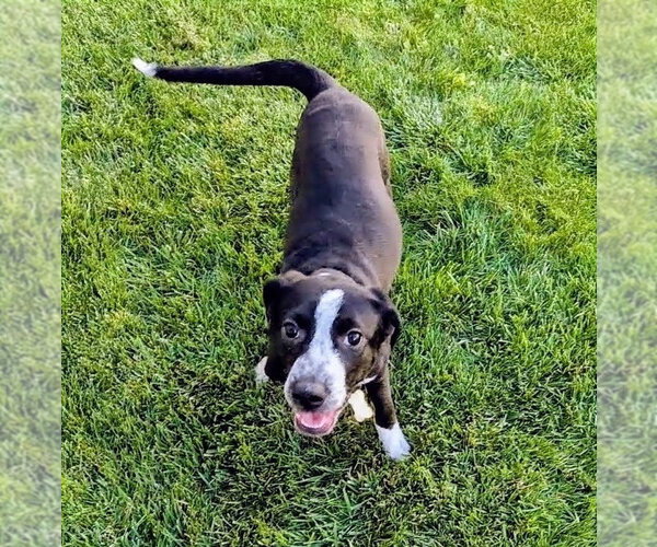 Medium Photo #15 Border-Aussie Puppy For Sale in Sandy, UT, USA