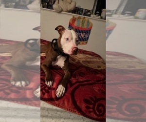 Mother of the American Pit Bull Terrier puppies born on 12/09/2022