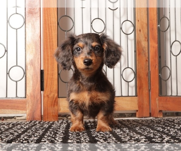 Medium Photo #1 Dachshund Puppy For Sale in NAPLES, FL, USA