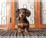 Puppy Rocco Dachshund