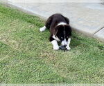 Small #1 Border Collie