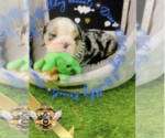 Small Photo #13 English Bulldog Puppy For Sale in ATHENS, GA, USA