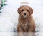 Small Photo #2 Cavapoo Puppy For Sale in MARIETTA, GA, USA