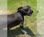 Small #3 Bulldog-Labrador Retriever Mix
