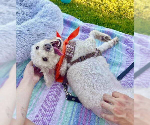 Medium Photo #3 Poodle (Miniature) Puppy For Sale in San Diego, CA, USA