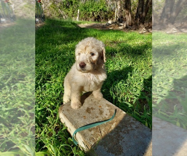 Medium Photo #43 Bordoodle Puppy For Sale in COPPERAS COVE, TX, USA