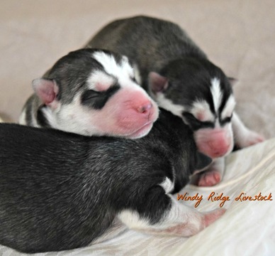 Medium Photo #4 Siberian Husky Puppy For Sale in BEVERLY, OH, USA