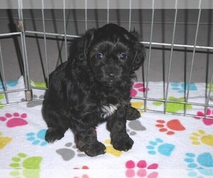 YorkiePoo Puppy for sale in ORO VALLEY, AZ, USA