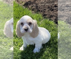 Cocker Spaniel Puppy for sale in CANOGA, NY, USA