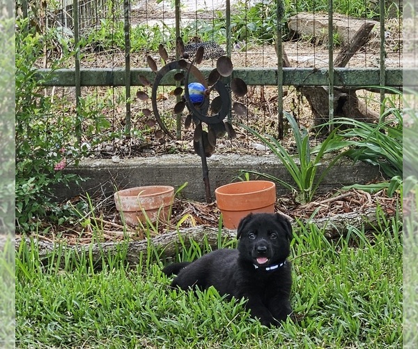 Medium Photo #6 German Shepherd Dog Puppy For Sale in NAVASOTA, TX, USA
