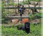 Small #5 German Shepherd Dog