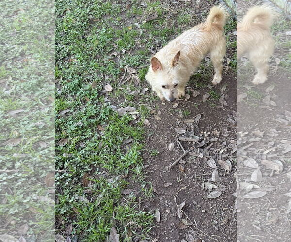 Medium Photo #3 Mutt Puppy For Sale in Oakhurst, NJ, USA