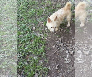 Mutt Dogs for adoption in Oakhurst, NJ, USA