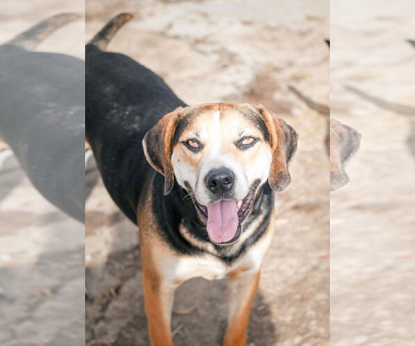 Medium Photo #5 Labrador Retriever-Unknown Mix Puppy For Sale in Tracy City, TN, USA