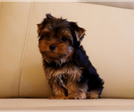 Small #4 Yorkshire Terrier