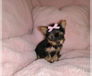 Yorkshire Terrier Puppy for sale in VIRGINIA BEACH, VA, USA