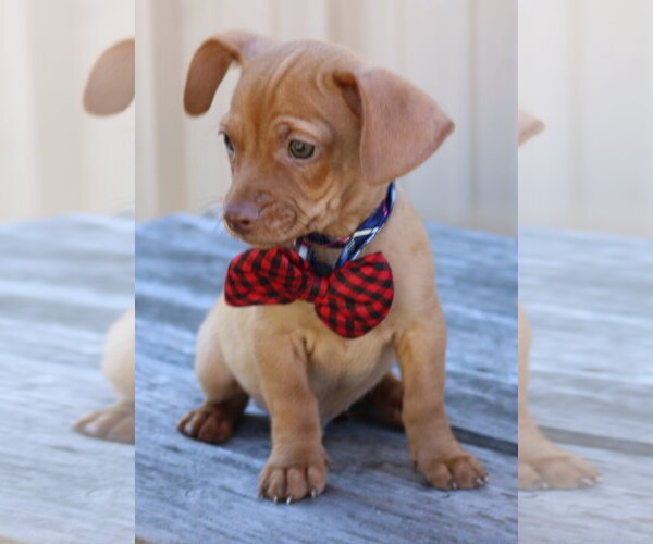 Medium Photo #3 Chiweenie Puppy For Sale in Bandera, TX, USA