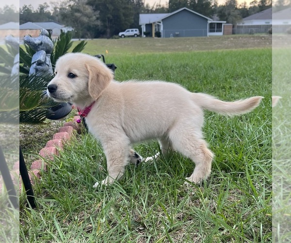 Medium Photo #3 Golden Retriever Puppy For Sale in OCALA, FL, USA
