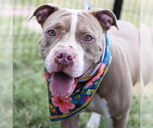 American Staffordshire Terrier-Unknown Mix Dogs for adoption in San Antonio, TX, USA