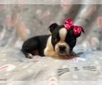 Small Photo #14 Boston Terrier Puppy For Sale in LAKELAND, FL, USA