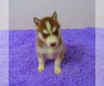 Small Photo #2 Siberian Husky Puppy For Sale in NEW HAVEN, IN, USA