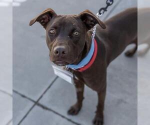 Labrador Retriever-Unknown Mix Dogs for adoption in San Diego, CA, USA