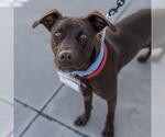 Niall - Male Labrador Retriever-Unknown Mix Dog for Adoption - Small photo