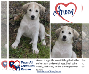 Mutt Dogs for adoption in Lillian, TX, USA