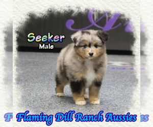 Miniature Australian Shepherd Puppy for sale in FORESTBURG, TX, USA