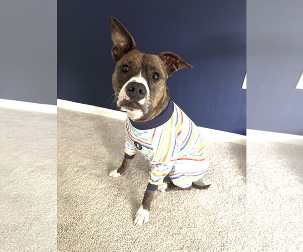 Medium Photo #1 American Pit Bull Terrier Puppy For Sale in Rockville, MD, USA