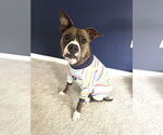 Small American Pit Bull Terrier