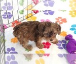 Small #1 Cockapoo (Toy)-Poodle (Toy) Mix