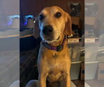 Small #7 Mountain Cur Mix
