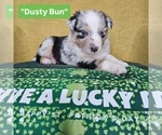 Image preview for Ad Listing. Nickname: Dusty Bun